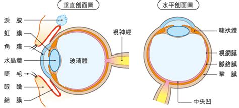 簡單:owaf-n2w3qq= 眼睛|眼睛的構造結構名稱詳細說明